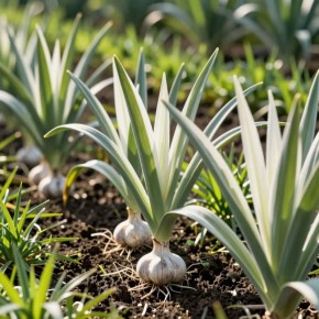 ��� ���������� ������ � ������ ��� ������������� ������ � ������ ������