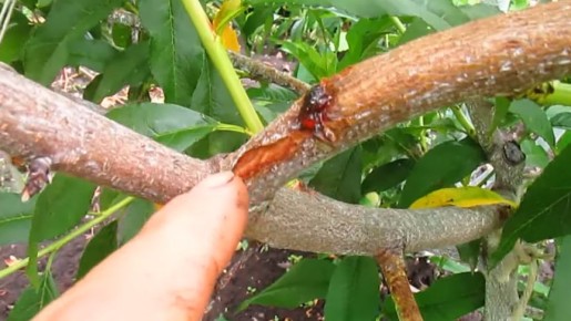 ��� �������� ����� �������� ������ � ������ ��������: ������� ������ � ����� ��������