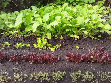 ��� �� �������: ��� ����������� �������� ������� ����� ������ �������