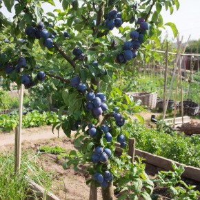 ����� ������: ��������� ���� ��� ������� ����