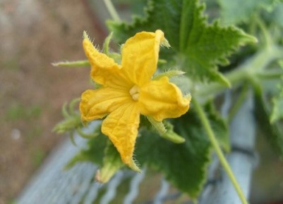 ����������� �������� �������� ��� ������ ������� �� ��������