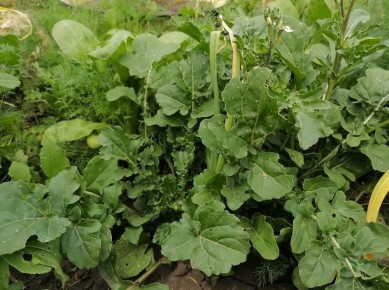 ��� ��������� ������ �� ����������� �����: ������� ���� � ������ ������