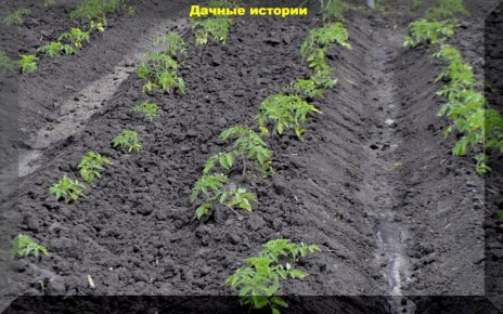 ��������� ������� � ������� �� �������: ������ ��� ��������