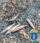 ������-���������� ������� � �������