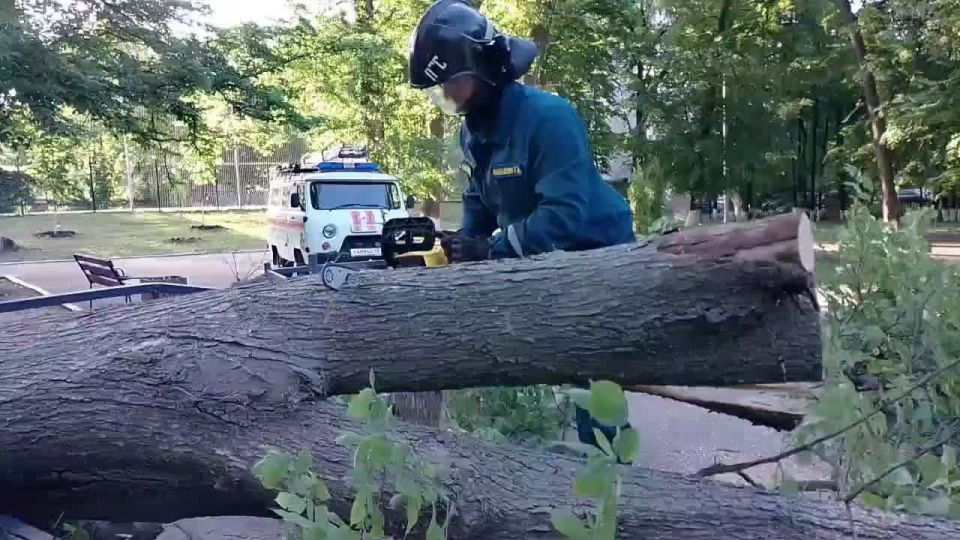 Ульяновские спасатели убрали аварийное дерево в парке имени Матросова