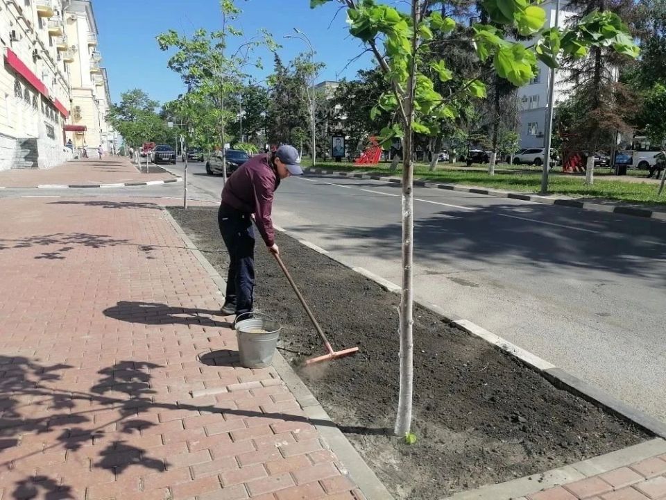 Ульяновские озеленители восстанавливают газоны на улице Гончарова
