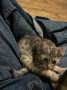 Котёнка Луну, потерявшегося в Ульяновске, нашли благодаря подписчикам