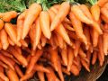 Жаркий июнь: как солнечные дни угрожают урожаю моркови