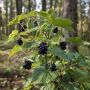 Секреты посадки черной смородины: как за год вырастить пышный куст