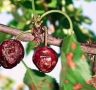 Как спасти сад от монилиоза: эффективные меры защиты урожая