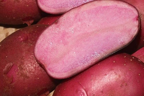 Картофель Сюрприз: яркая новинка для домашних огородов