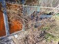 Жимолость подарит щедрый урожай с правильной подкормкой