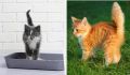 Что рассказывает хвост вашего кота: секреты кошачьей мимики
