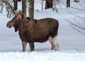За убийство лосей ульяновец приговорен к штрафу 700 тыс