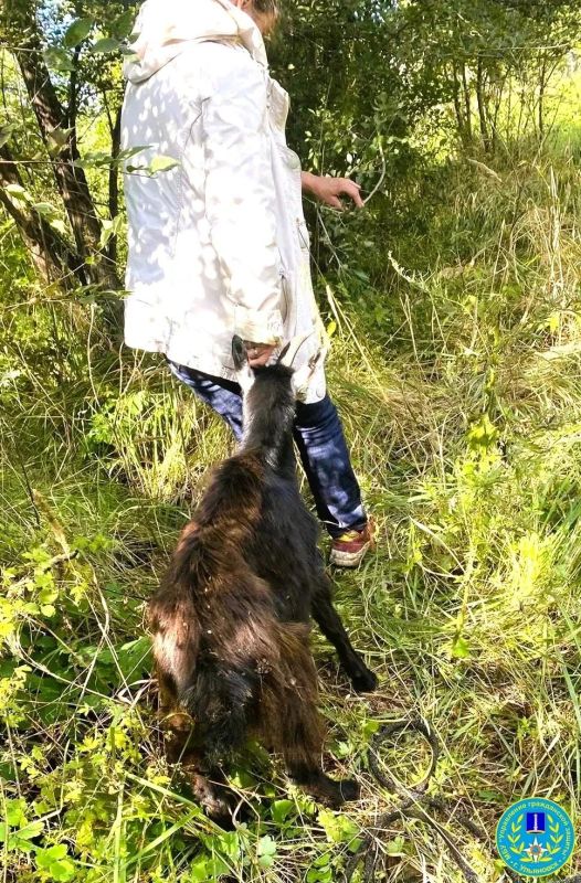 В Ульяновске спасателей вызвали на помощь козленку В Ульяновске спасателей вызвали на помощь козленку