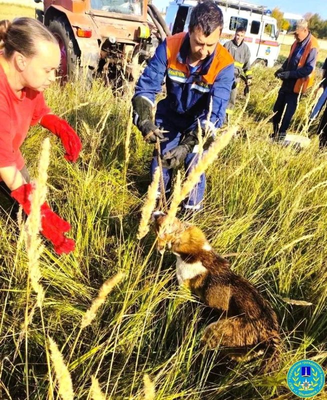 Спасатели достали собаку из колодца на заволжской промзоне Спасатели достали собаку из колодца на заволжской промзоне