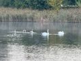 В Ульяновской области утром туманно, а днем тепло