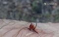 Ульяновской области клещи за неделю покусали 269 человек