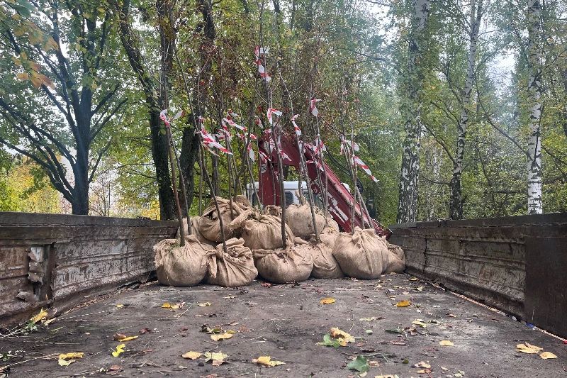 В Ульяновске стартовала осенняя посадка деревьев В Ульяновске стартовала осенняя посадка деревьев