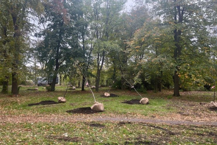 В Ульяновске стартовала осенняя посадка деревьев В Ульяновске стартовала осенняя посадка деревьев