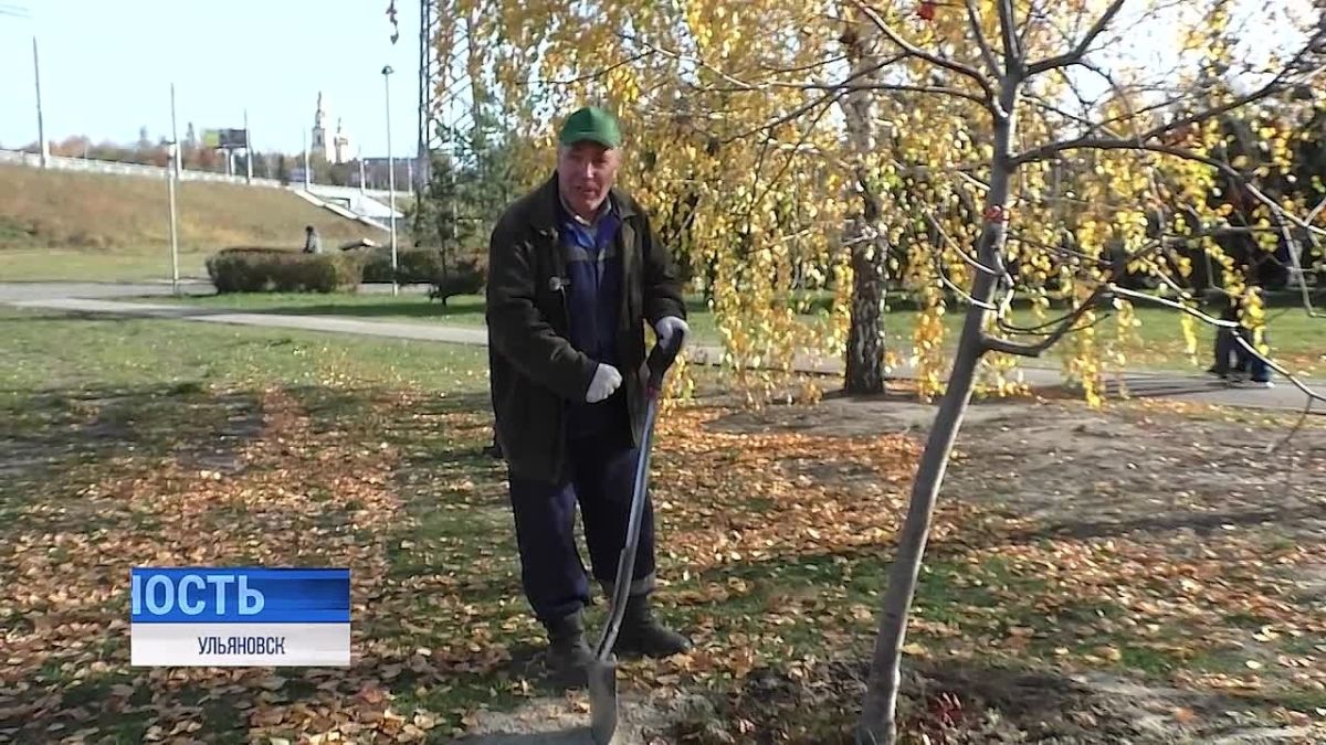 Осеннее озеленение.. Пора посадок. Ежегодно в Ульяновске высаживают больше тысячи деревьев и несколько тысяч кустарников. В этом году в распоряжении специалистов Городского центра по благоустройству и озеленению появился...