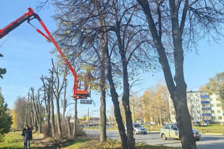 800 деревьев под «стрижку»: зачем в Ульяновске проводят глубокую обрезку