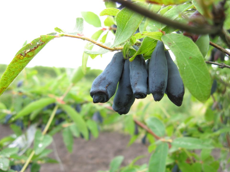 ������ ���� �����: ��� ��������� �������� ��������� ��� �������� ������