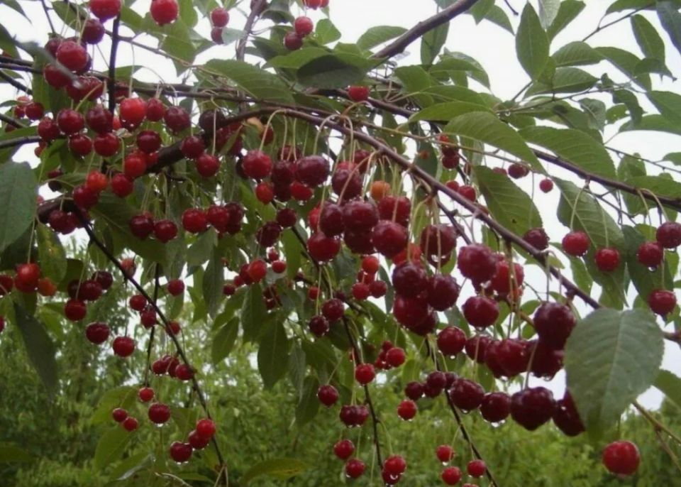 Почему ваша вишня не плодоносит: неожиданные соседи и советы по уходу