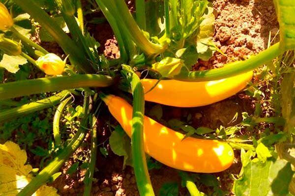 Кабачок Солнечный: новая звезда огородов 2025 года