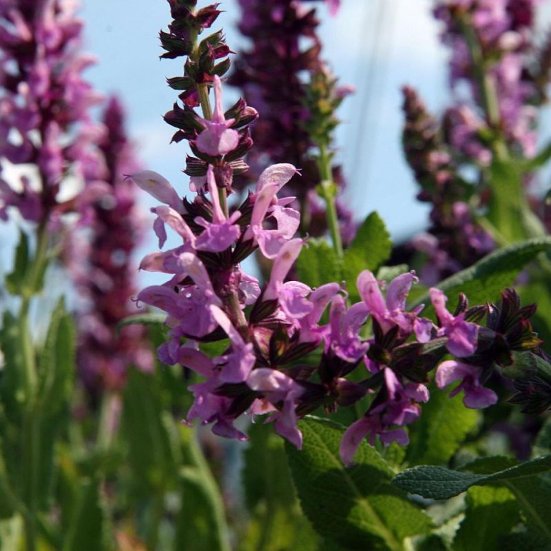 Лекарственные растения на вашем участке: как создать аптеку на даче