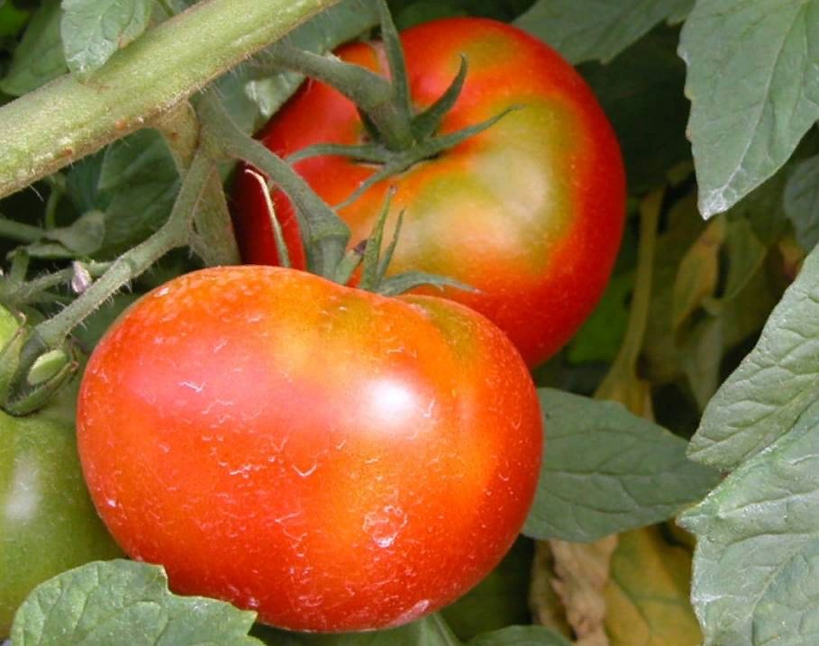 Как дачники становятся заложниками стереотипов при выращивании томатов