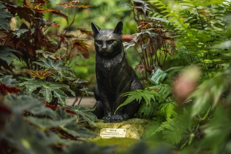 История Муси: хвостатая хранительница Ботанического сада Петербурга