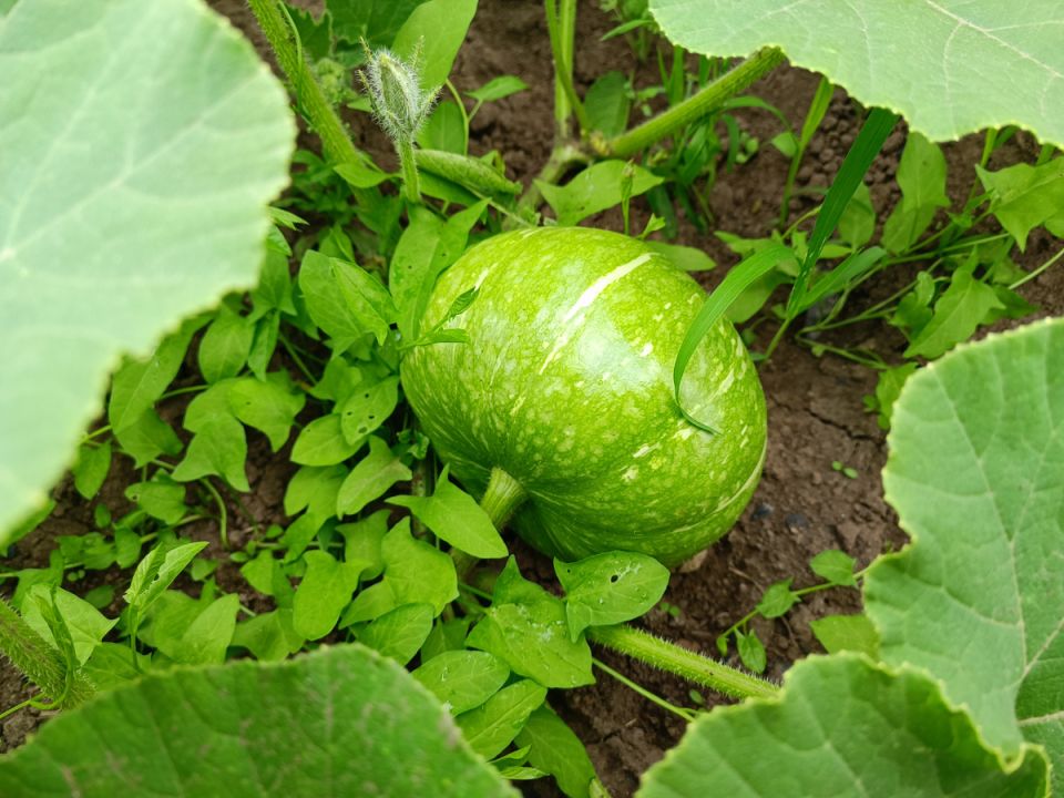 Как правильно формировать тыкву в июле: секреты ухода за урожаем