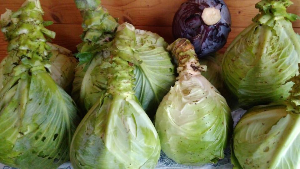 Качество кочанов капусты: как добиться отличного урожая с помощью двух простых подкормок