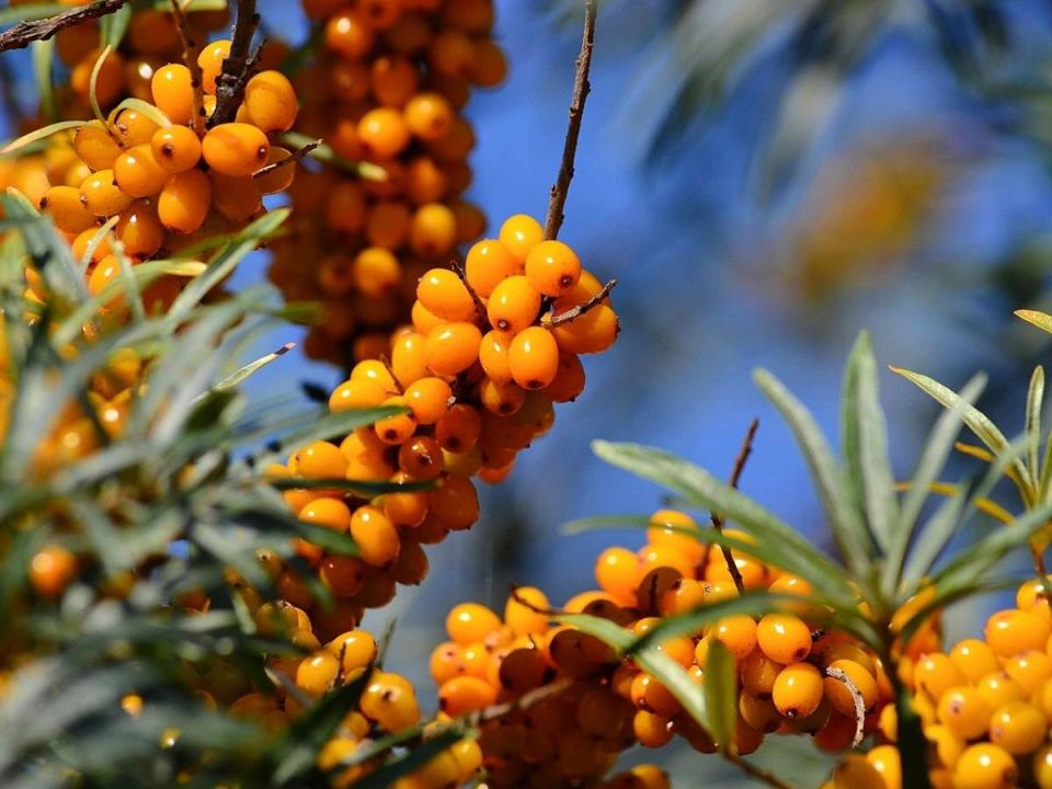 Почему ваша облепиха не плодоносит: главные причины и решения