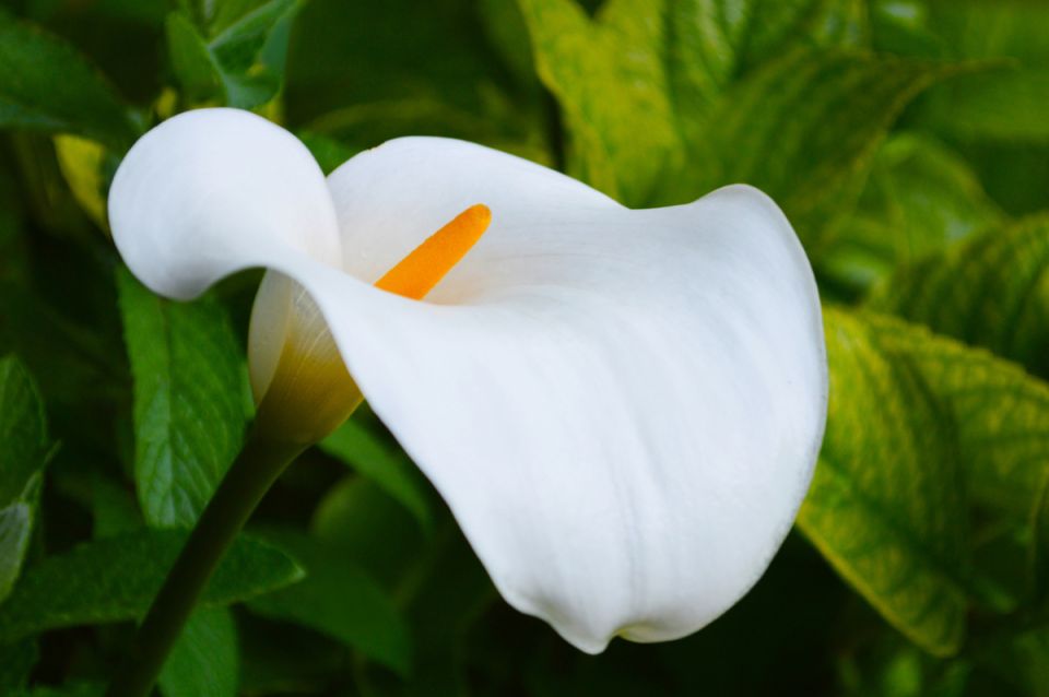 Каллы: Элегантность на вашем участке