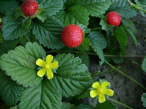 Ложная земляника: обман в зелёной «упаковке»