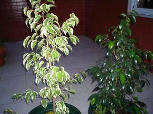 Секреты успешного ухода за фикусом Бенджамина