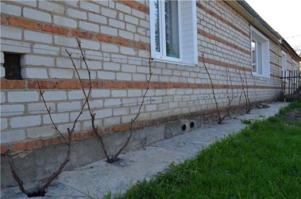 Виноград на белорусских просторах: как правильно выбрать сорт для успешного выращивания