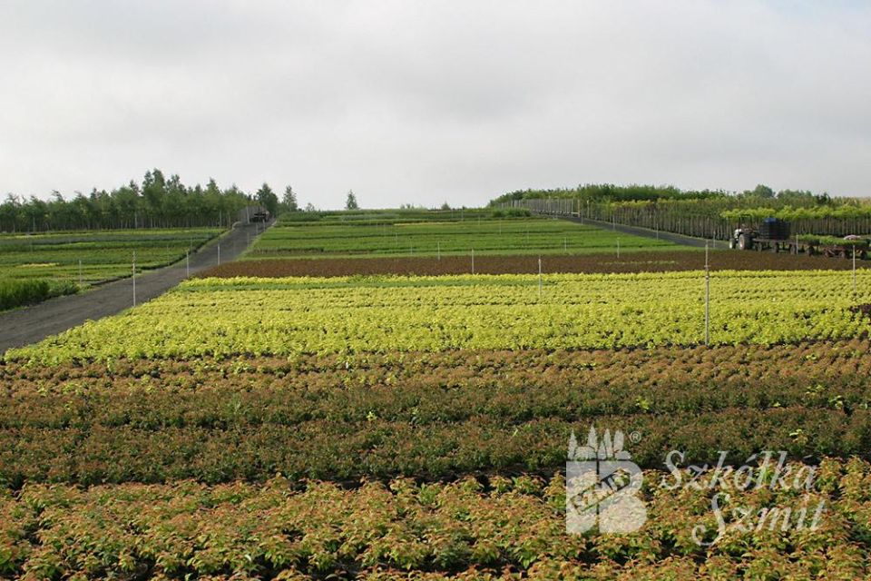 Питомник Шмит: Как ожидания и реальность расходятся в мире растений