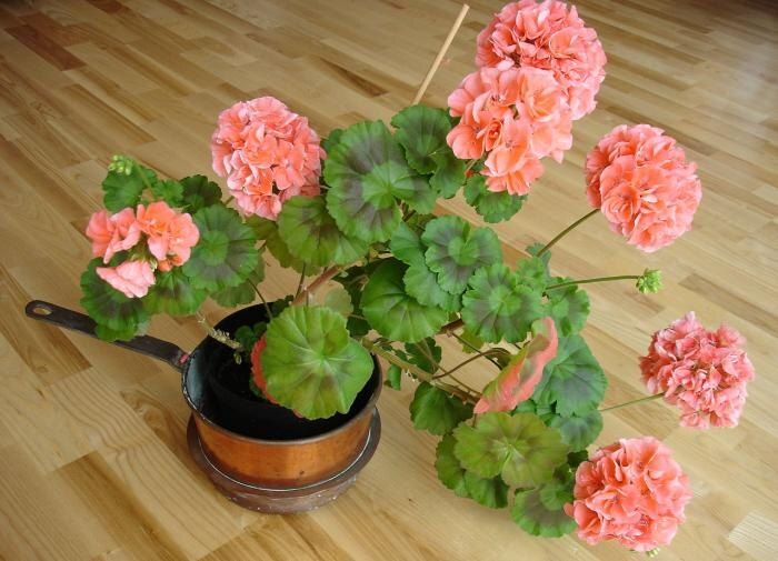 Как добиться цветения герани зимой: секреты, которые работают