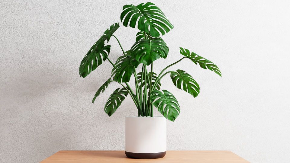 Пожелтевшие комнатные цветы мигом «оживут»: смешайте три действенных средства