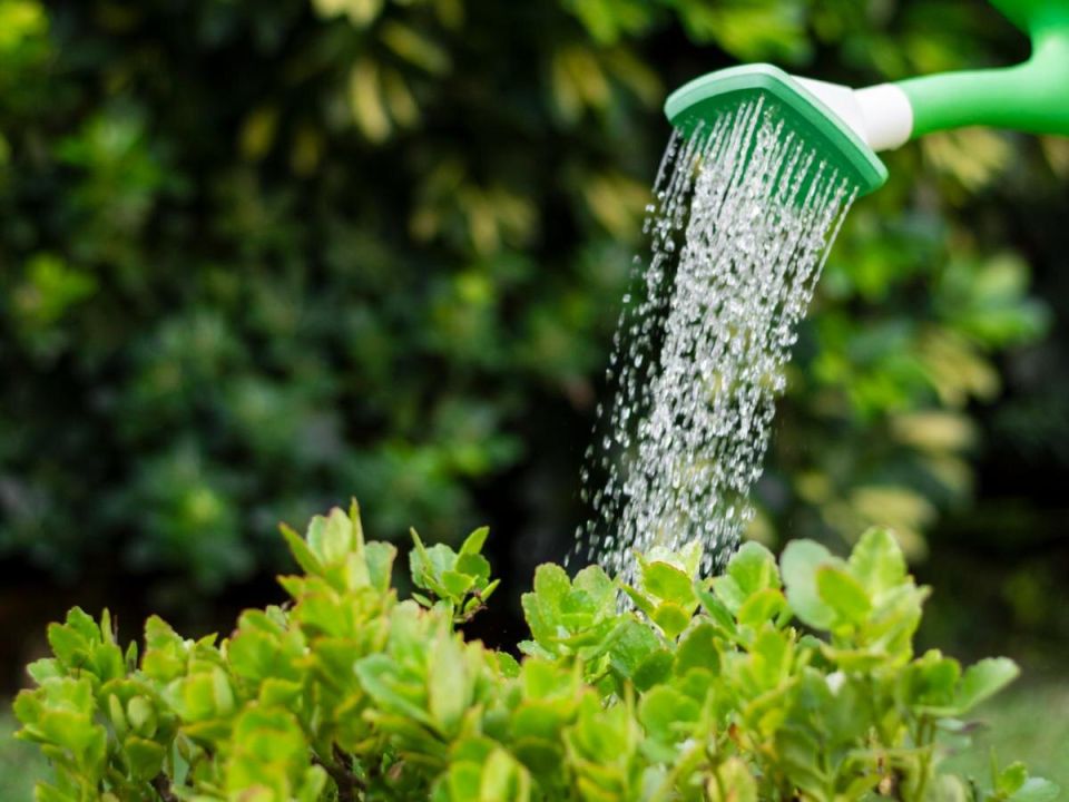 Как полив в жару может погубить ваш сад: основные ошибки и советы