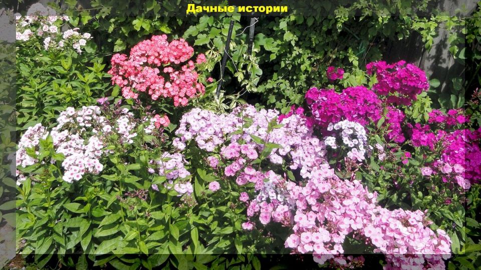 Осенние заботы о флоксовых: как правильно подготовить любимые цветы к зиме