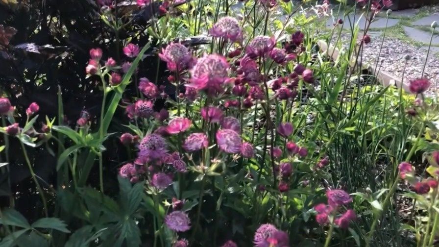 Как избавиться от агрессивных многолетников