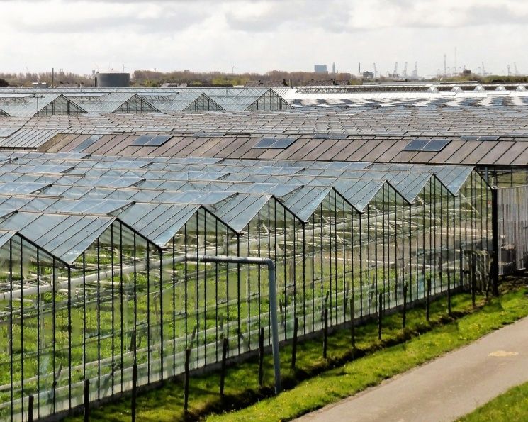 Теплицы России: в ожидании модернизации для повышения урожайности