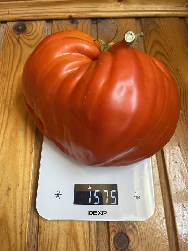 ����������� �����: ���� � ������, ������� ����������