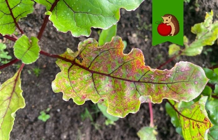 ������ ������ ������ ����������: ������ ������ � ��������� �������