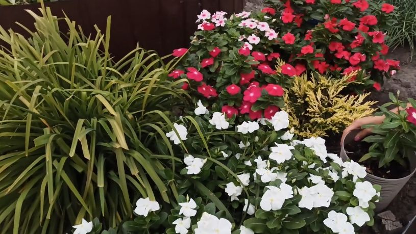 Секреты успешной посадки: как однолетние цветы взойдут сами весной