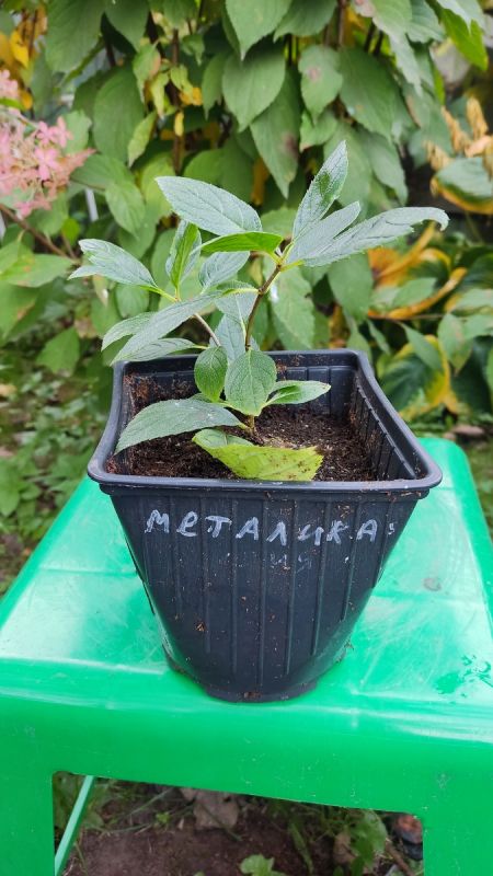 ����������� ������ ������� �������� �������� ��������� �����������